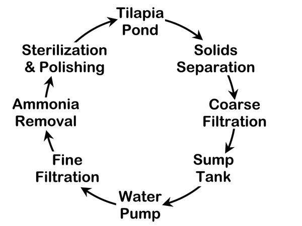 Tilapia farming water flow.