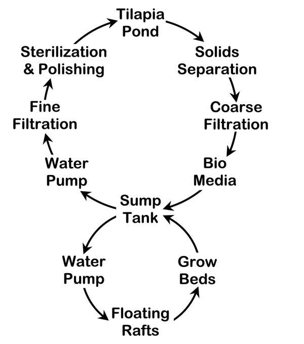 Tilapia farming water flow for aquaponics.